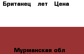 Британец 5 лет › Цена ­ 10 000 - Мурманская обл. Животные и растения » Кошки   . Мурманская обл.